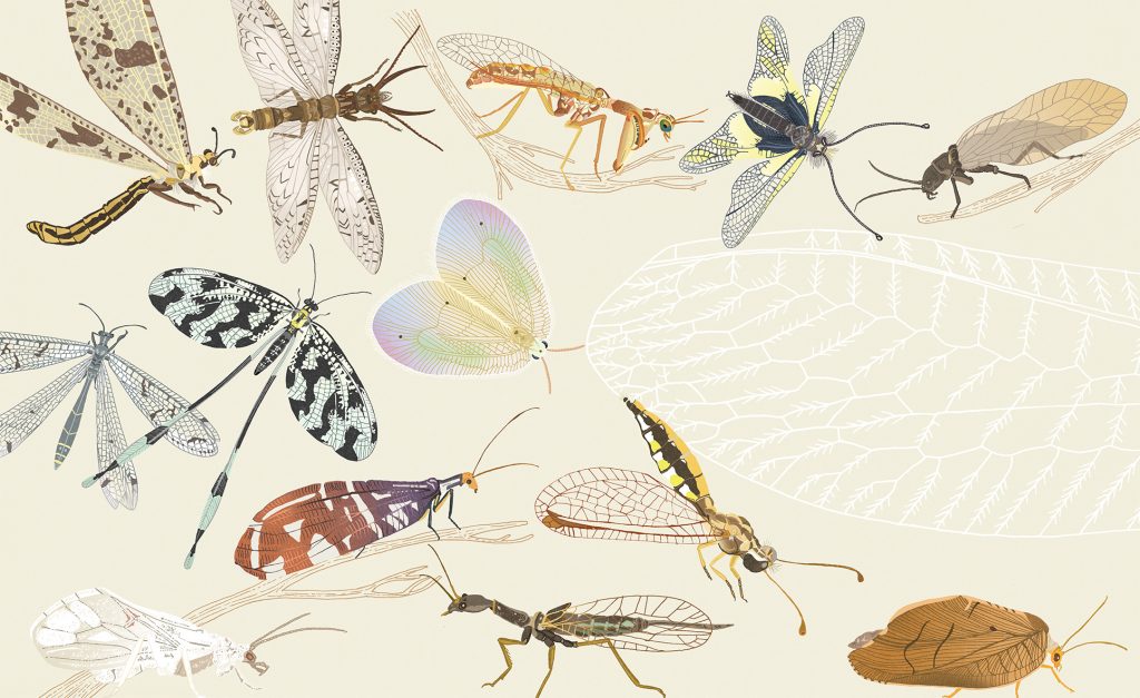 Review: Insectenrijk: een schatkamer vol wonderlijke wezens
