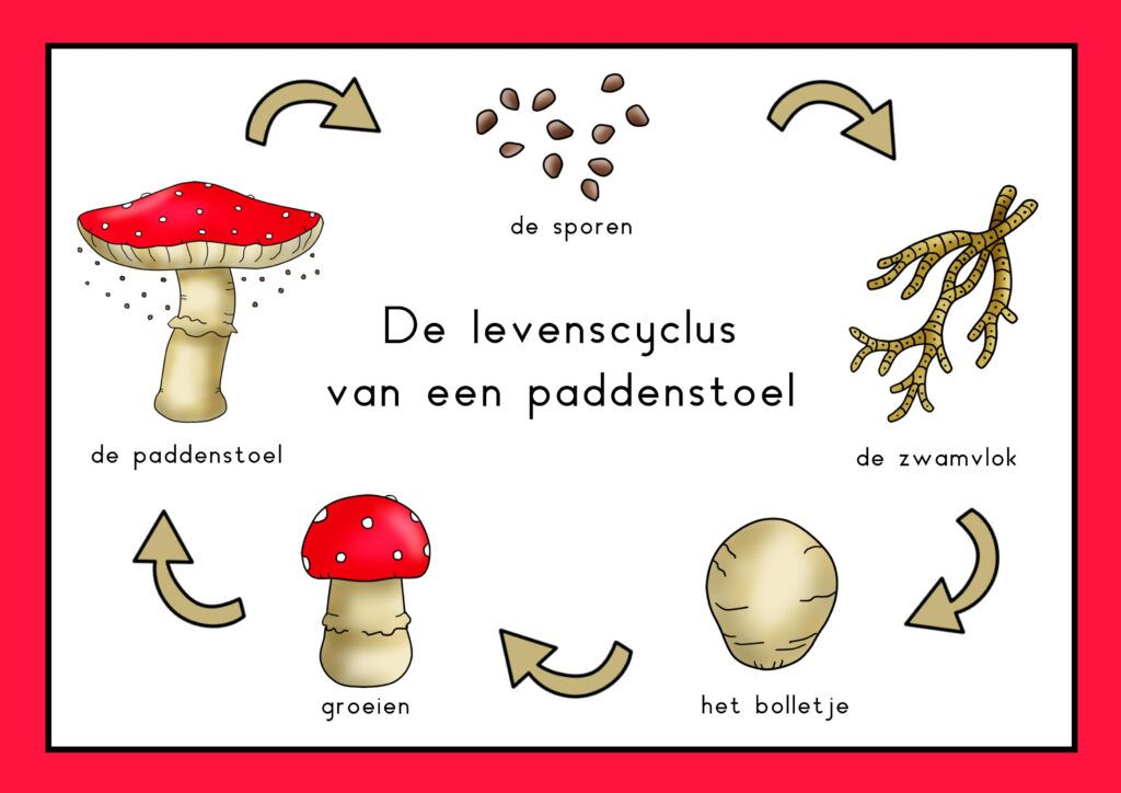 natuurhoek paddenstoel