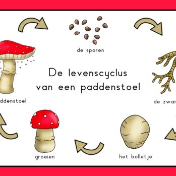 Natuurhoek paddenstoel