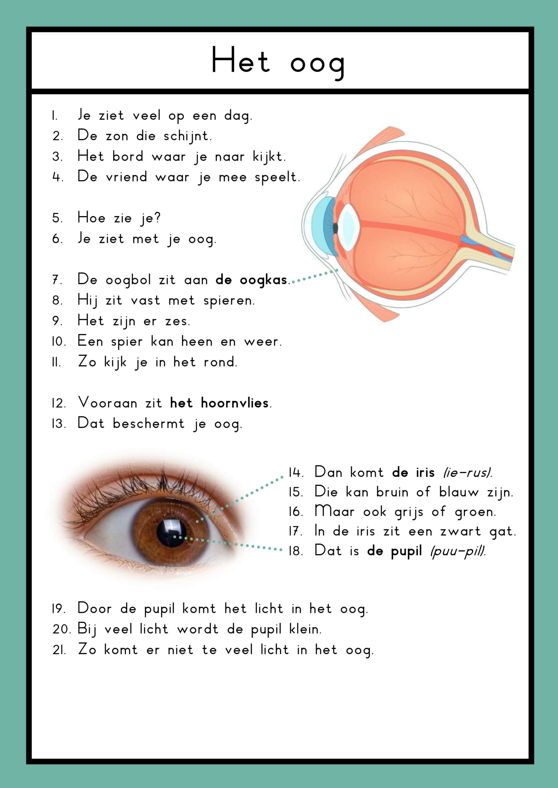 leesteksten zintuigen