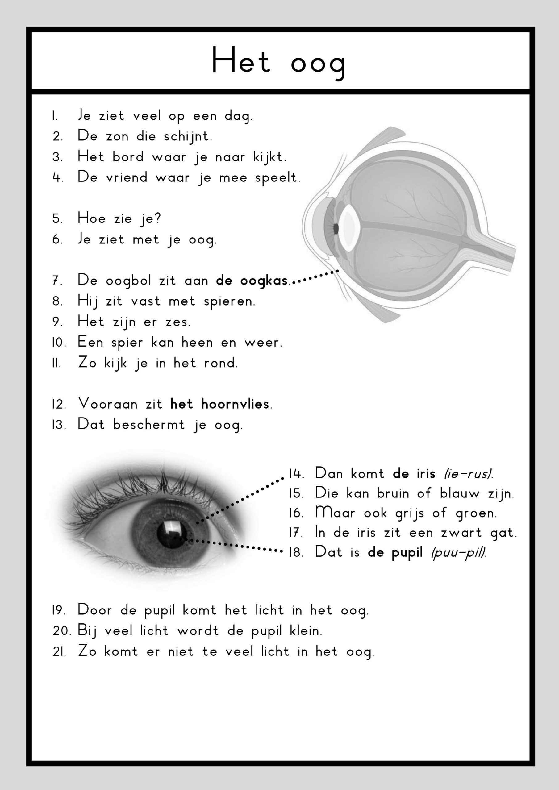 leesteksten zintuigen