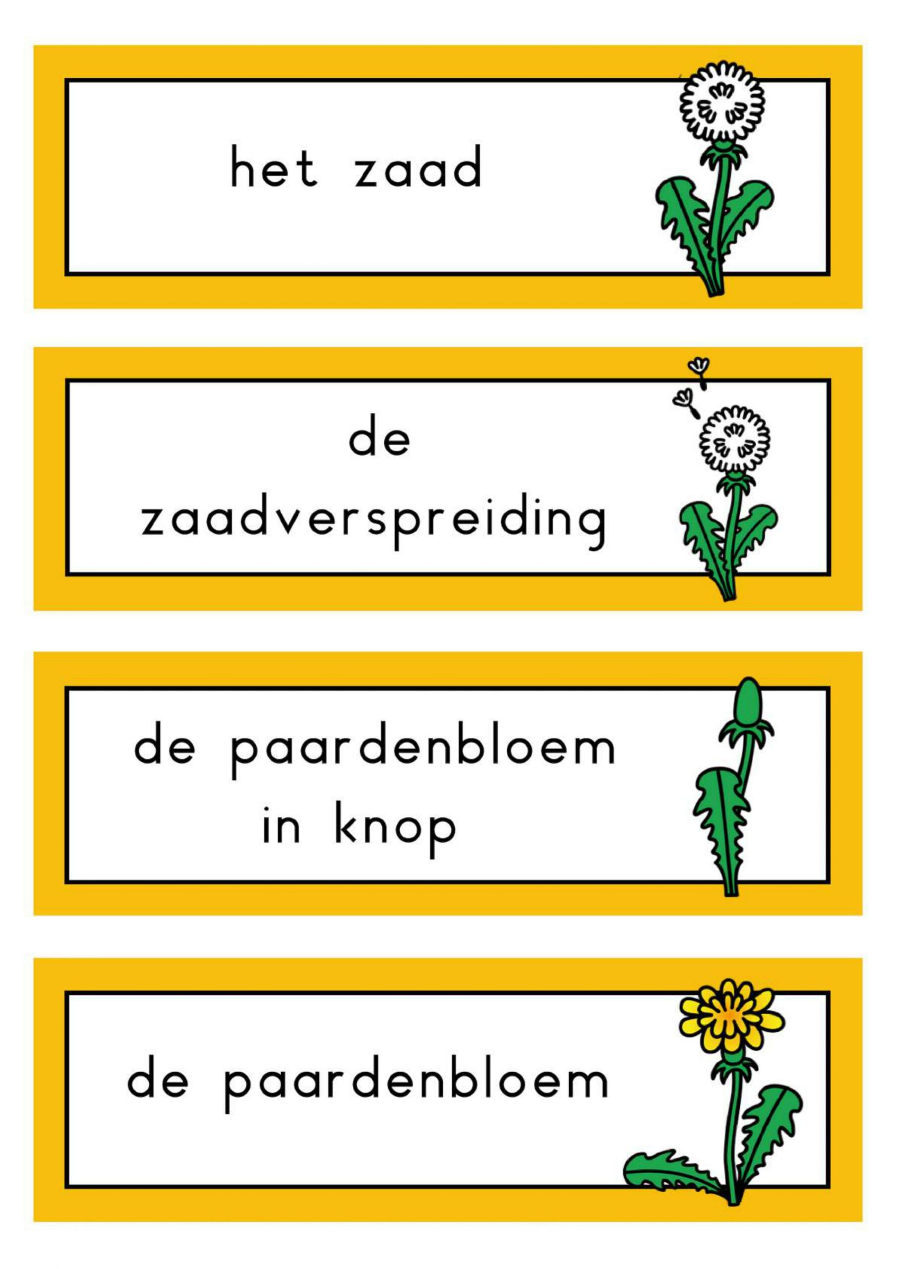 natuurhoek paardenbloem