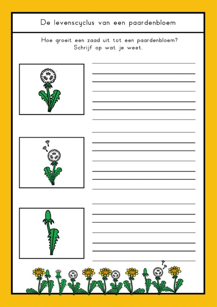 natuurhoek paardenbloem