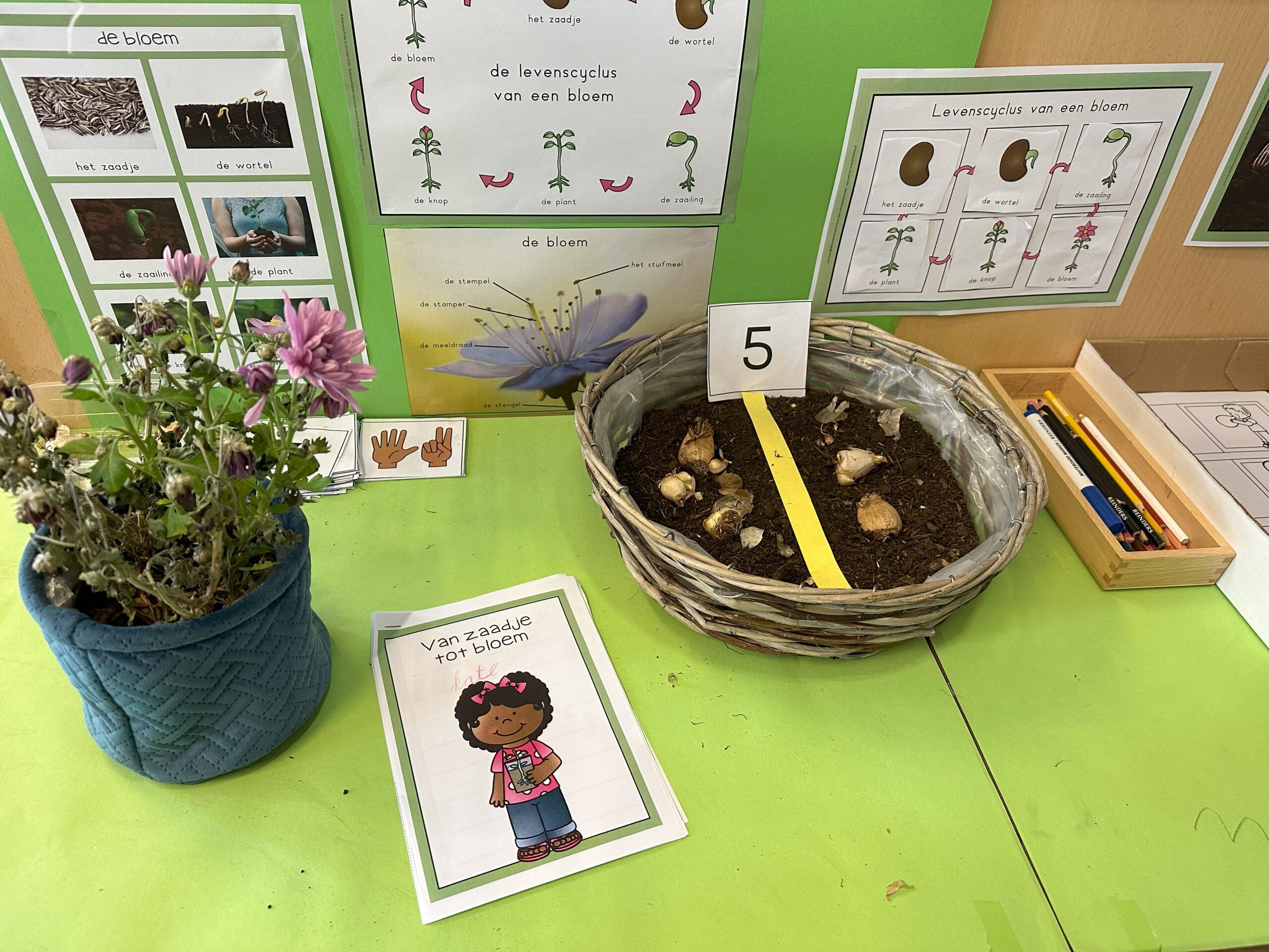 Je bekijkt nu Natuurhoek de bloem