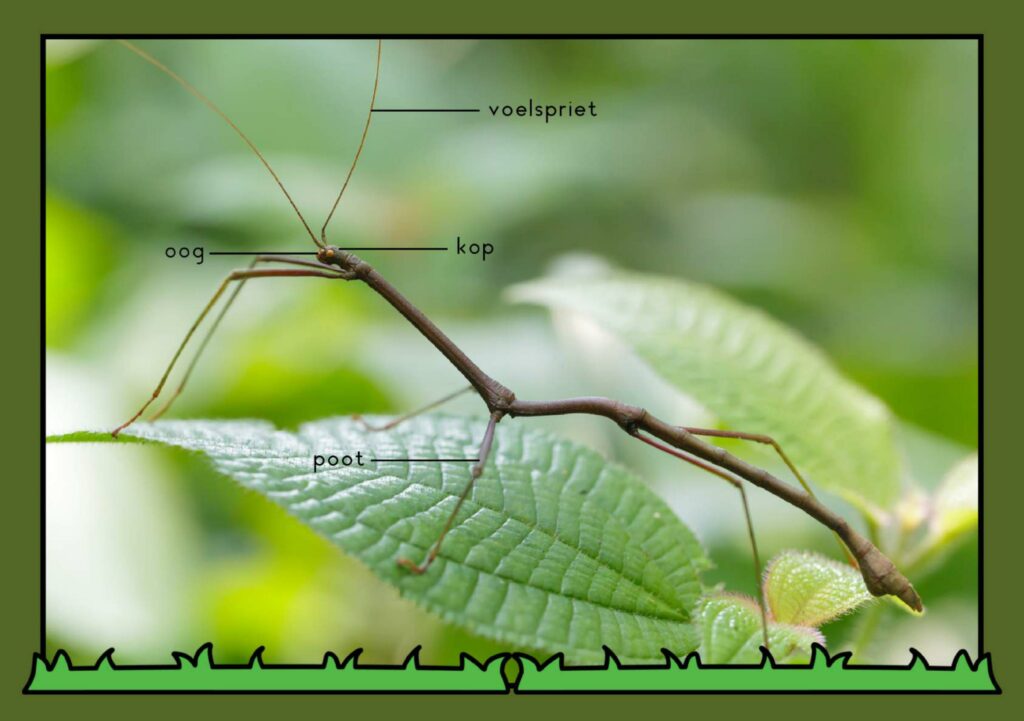 natuurhoek wandelende tak