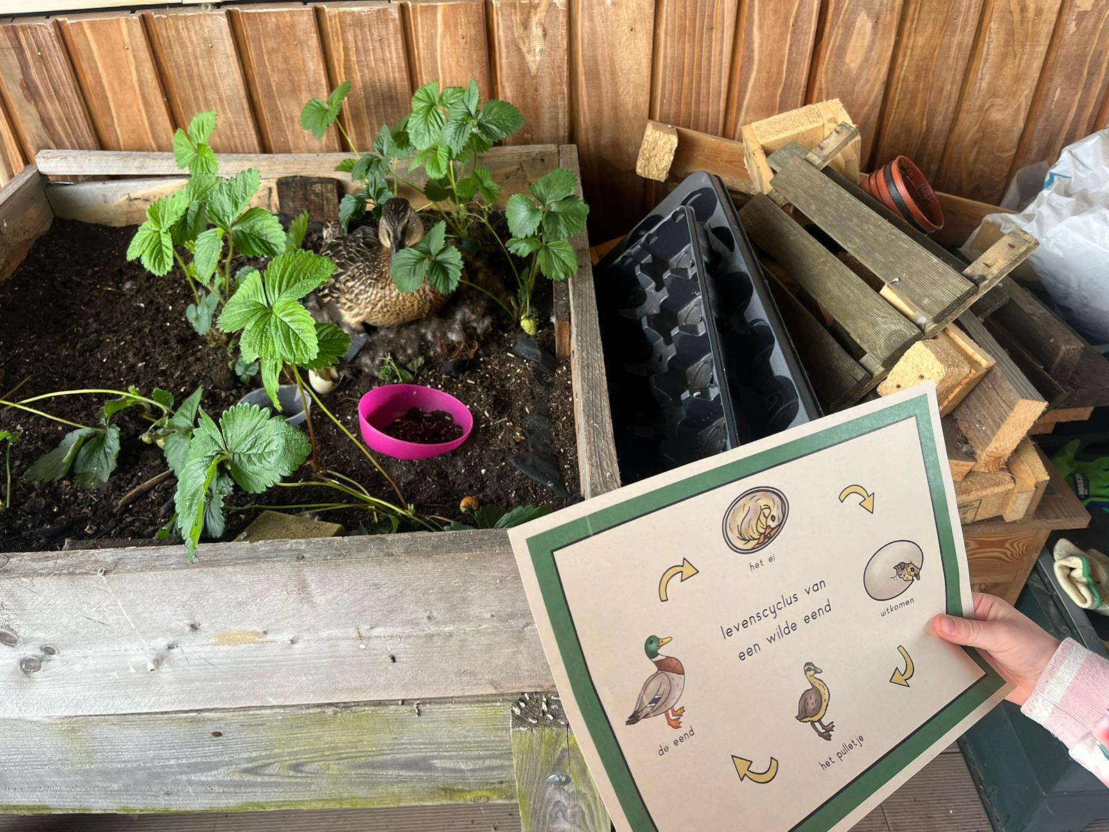 Je bekijkt nu Natuurhoek de wilde eend