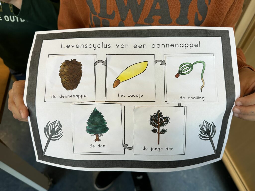 natuurhoek dennenappel