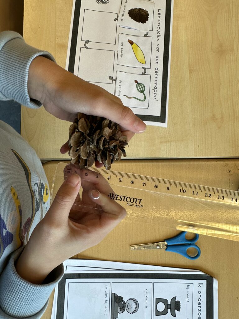 natuurhoek dennenappel