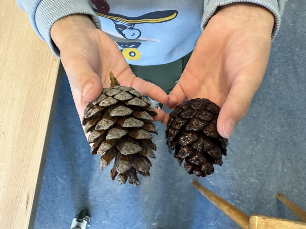 natuurhoek dennenappel