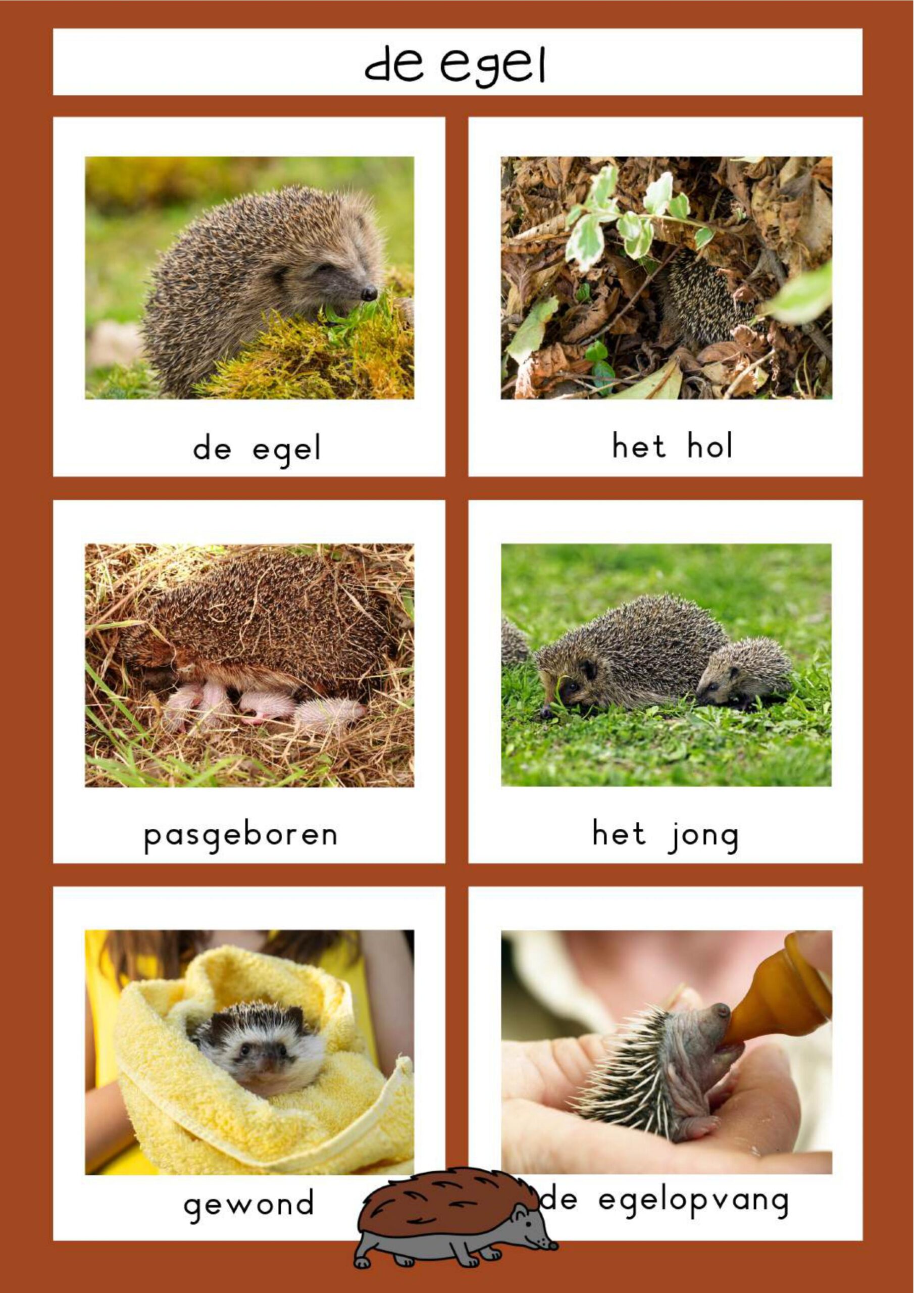 natuurhoek egel