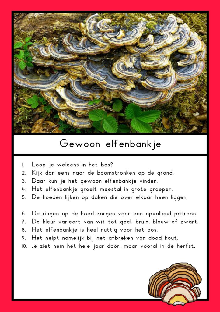 Teksten paddenstoelen (groep 4)
