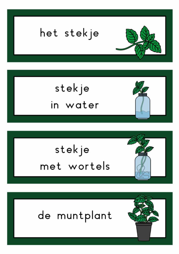 natuurhoek munt