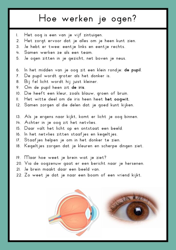 zintuigen teksten groep 4
