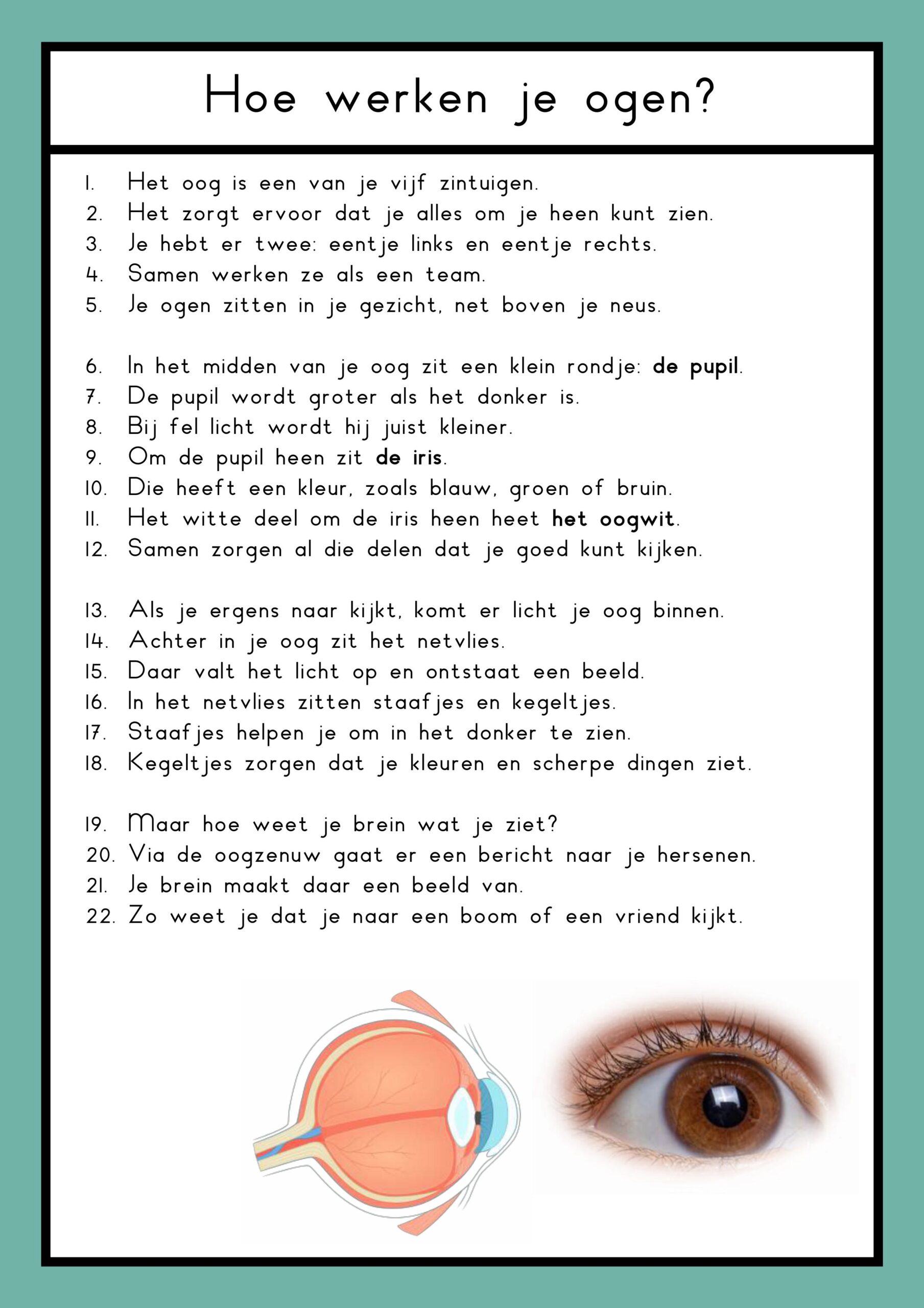 zintuigen teksten groep 4